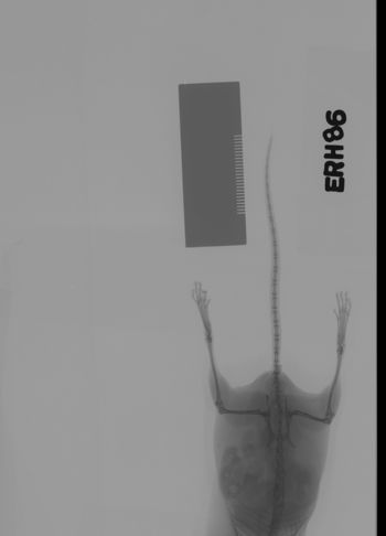 Media type: image;   Mammalogy 69538 Description: Xray of mouse.;